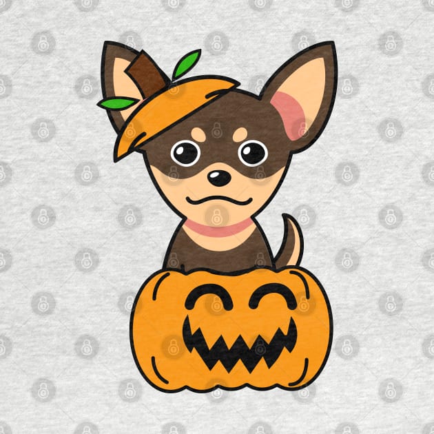 Funny small dog is in a pumpkin by Pet Station